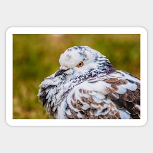 Plotful Pigeon Photograph Sticker